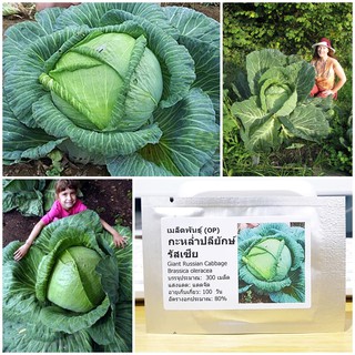 เมล็ดพันธุ์ กะหล่ำปลียักษ์ (Giant Russian Cabbage Seed) บรรจุ 300 เมล็ด คุณภาพดี ราคาถูก ของแท้ 100%