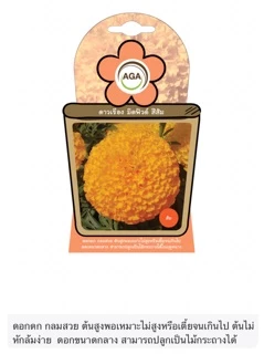 เมล็ดดอกดาวเรือง (Marigold) เมล็ดพันธุ์ดาวเรือง