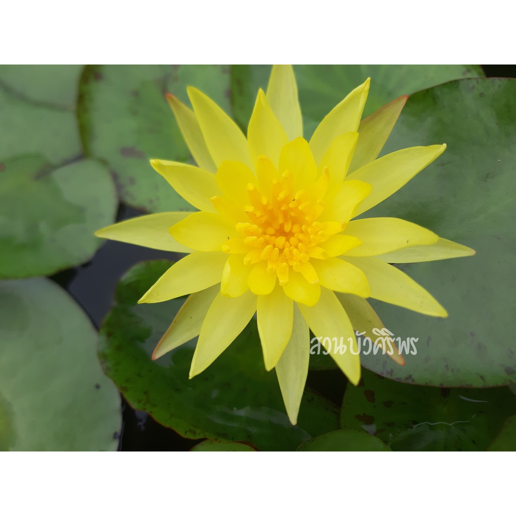 บัวฝรั่ง "แม็กซิกาน่า" สีเหลืองสวยสดใส ปลูกง่าย