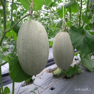 （อัตราการปลูกสูง）บอนสี เมล็ดพันธุ์ เมล่อนแค็ท 30เมล็ด Hami Melon Seeds บอนสีหายาก เมล็ดพันธุ์ผัก พันธุ์ไม้ผล เมล็ดดอกไม้