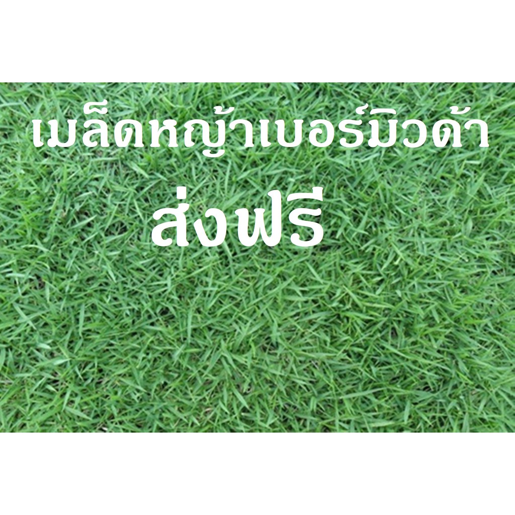 เมล็ดหญ้าสนาม หญ้าเบอร์มิวด้า 100 กรัม ส่งฟรี USA grade
