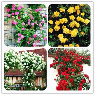 กุหลาบเลื้อยรวมสี 200PCS Climbing Rose Seeds Red Pink Yellow flower seed ต้นไม้ประดับ ต้นไม้มงคล เมล็ดพันธุ์ดอกไม้