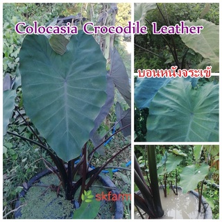 Colocasia Crocodile Leather ต้นไม้บอนหนังจระเข้ บอนหนังจระเข้ เสริมฮวงจุ้ย ปลูกง่าย ชอบน้ำชอบแดดจัด