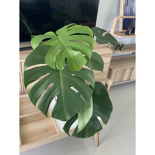 มอนสเตล่า ไม้ใบ ไม้ฟอกออากาศยอดนิม Monstera deliciosa 1 ต้น  (SIZE  XL)