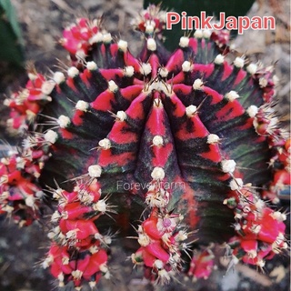 ไม้กราฟ Pinkjapan พิ้งค์เจแปน แคคตัส ยิมโนด่าง