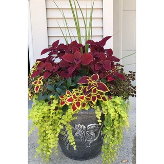 50 เมล็ด เมล็ดพันธุ์ ฤาษีผสม Coleus Seeds