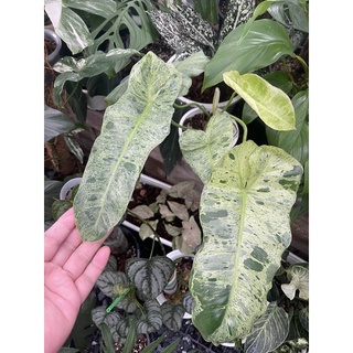 Philodendron Paraiso Verde Variegated