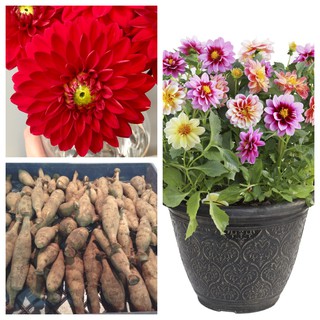 รักเร่ Dahlia สายพันธุ์ Red Carpet Border นำเข้าจากเนเธอร์แลน หัวสดใหม่ 1 หัว/ออเดอร์