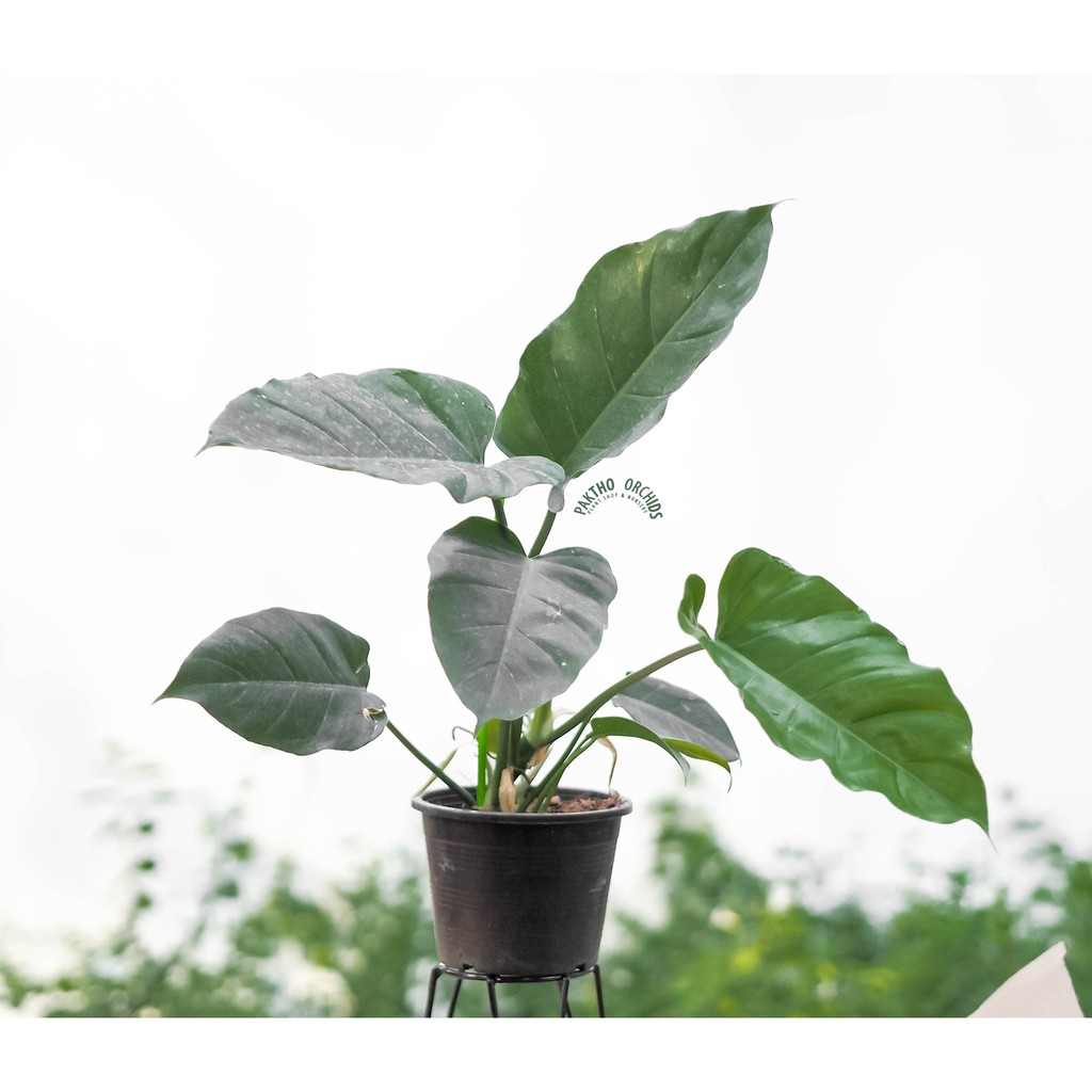 Philodendron jungle fever/snow drift