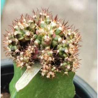 ยิมโน T-LUX  ยิมโนโคน ทีรัก tlux กระบองเพชร​  แคสตัส castus​ Astrophytum​