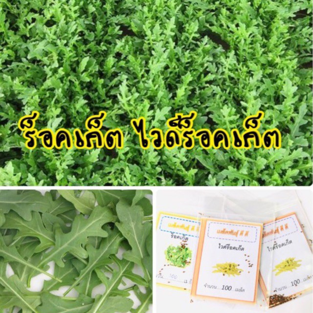 เมล็ดพันธุ์ ผักสลัด ไวลด์ ร็อคเก็ต (Wild Rocket)