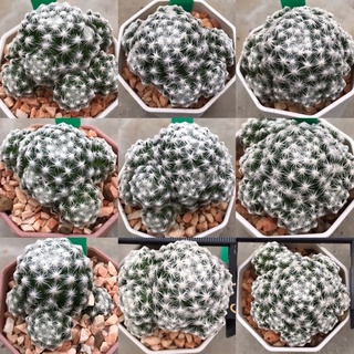 ลูกกอล์ฟ ฟอร์มกอ mammillaria humboldtii กระบองเพชร แคคตัส