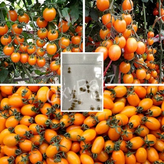 เมล็ดพันธุ์มะเขือเทศราชินีสีทองสายพันธุ์ดกเนื้อแน่นชุดละ50เมล็ด
