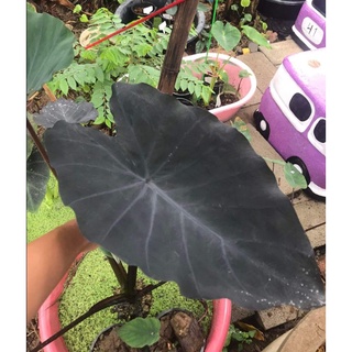 HK Garden (ชำมีรากเเล้ว) บอน โคโลคาเชีย เเบล็ครันเนอร์ Colocasia black runner ราคาถูก เเท้100%