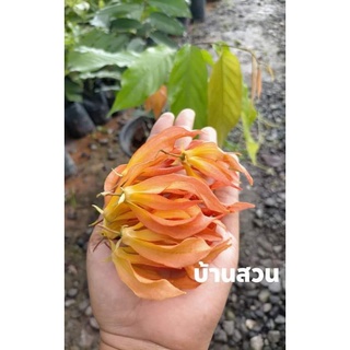 ต้นสายหยุดสีแดง ไม้เลื้อยดอกหอม