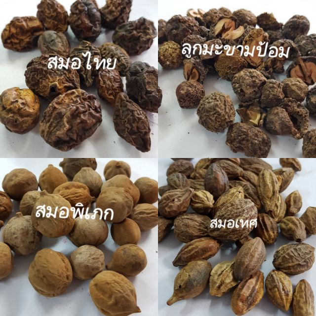 อันดับหนึ่ง 95+ ภาพพื้นหลัง สมอ ไทย สมอ พิเภก มะขามป้อม สรรพคุณ ครบถ้วน