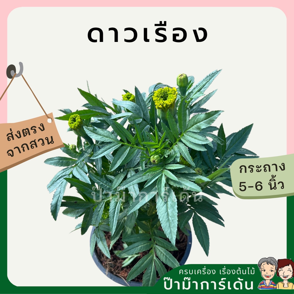 มุมมอง 5