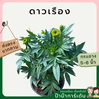 ต้นดาวเรือง พร้อมกระถาง 5-6 นิ้ว ไม้แดด