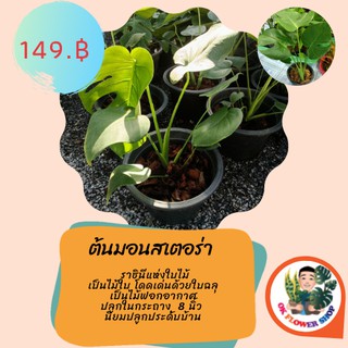 ต้นมอนสเตอร่า ไจแอนท์  (พลูฉีก พลูแฉก) #ไม้ฟอกอากาศ #ไม้มงคล ในกระถาง 8 นิ้ว