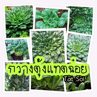 💚 เมล็ดผักกวางตุ้ง แทตฉ่อย - Tat Soi  จำนวน 50+ เมล็ดพันธุ์ ปลูกง่าย โตไว 🌱