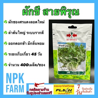 ผักซอง ศรแดง ผักชี สายพิรุณ จำนวน 400 เมล็ด/ซอง เมล็ดพันธุ์ ลอตใหม่ กอต้นใหญ่ มีกลิ่นหอม แข็งแรง แตกกอดี ออกดอกช้า