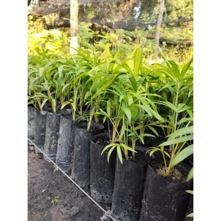 ต้นหวายหนามขาวภูพาน/ชุด 10 ถุง160 บาท
