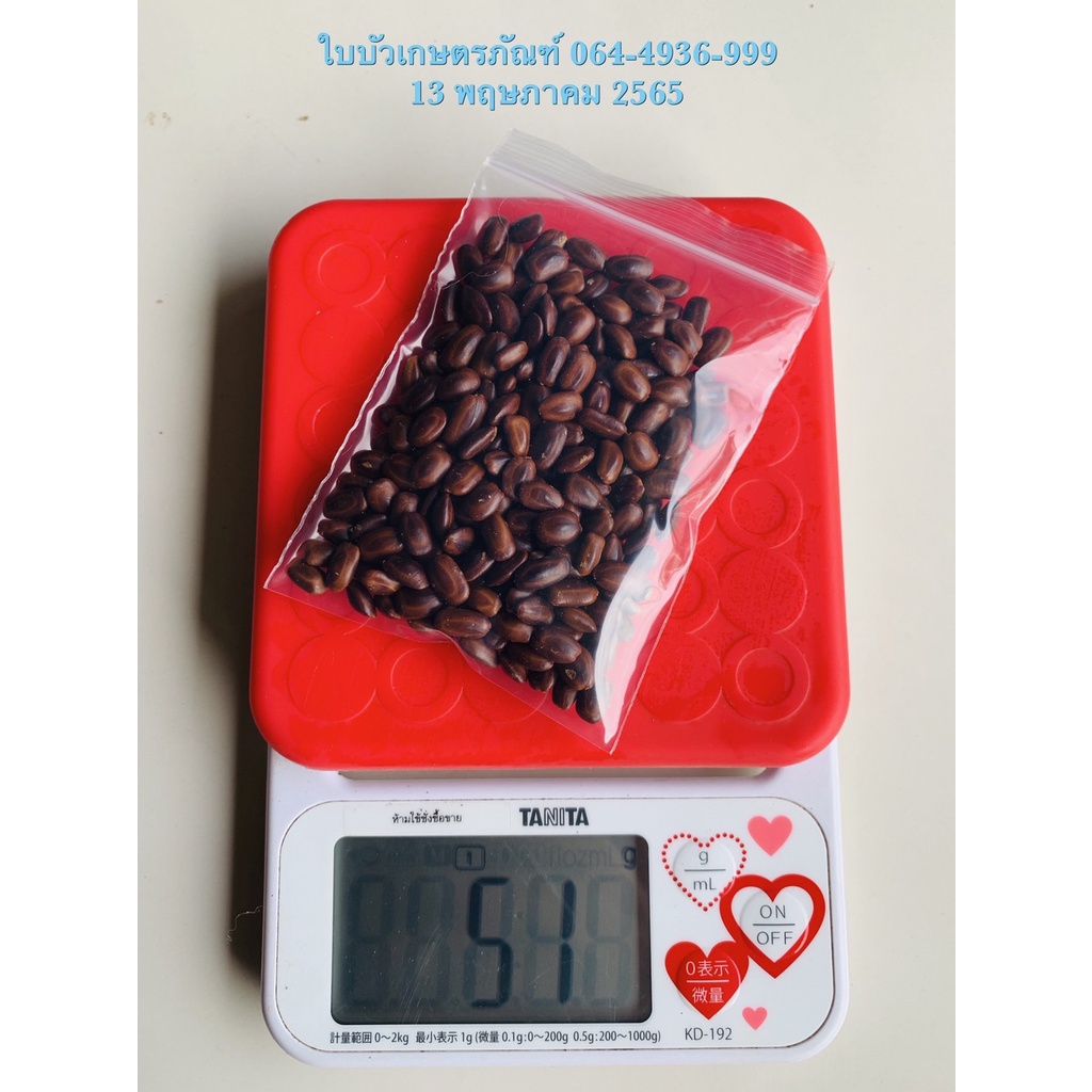 เมล็ดจามจุรี (ฉำฉา) น้ำหนัก 50 กรัม (ประมาณ 250 เมล็ด)