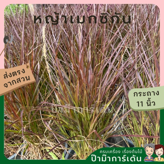 มุมมอง 3