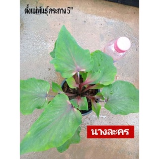 "บอนสี " นางละคร กรถาง 5" ดินภูเขาไฟบุรีรัมย์" บอนสีราชินีแห่งไม้ใบ ส่งพร้อมกระถางพลาสติก