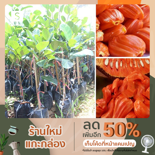 ต้นขนุนแดงสุริยา พันธุ์​แท้​💯​ออกผลปีละ2ครั้ง 60-70cm กิ่งทาบ