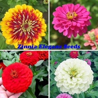 ถูก ใหม่ สายพันธุ์ปลูกง่าย ปลูกได้ทั่วไทย 30Pcs Zinnia Seeds Beautiful Flower Garden Bonsai Decor Flower Seeds Vegeta SM