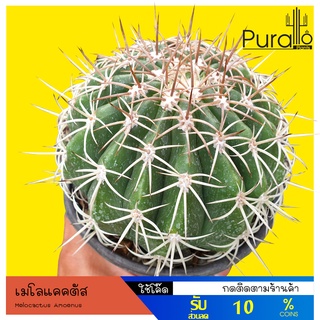 ต้นกระบองเพชร เมโลแคตตัส #Melocactus curvispinus #cactus #cactus&amp;succulent #แคคตัส