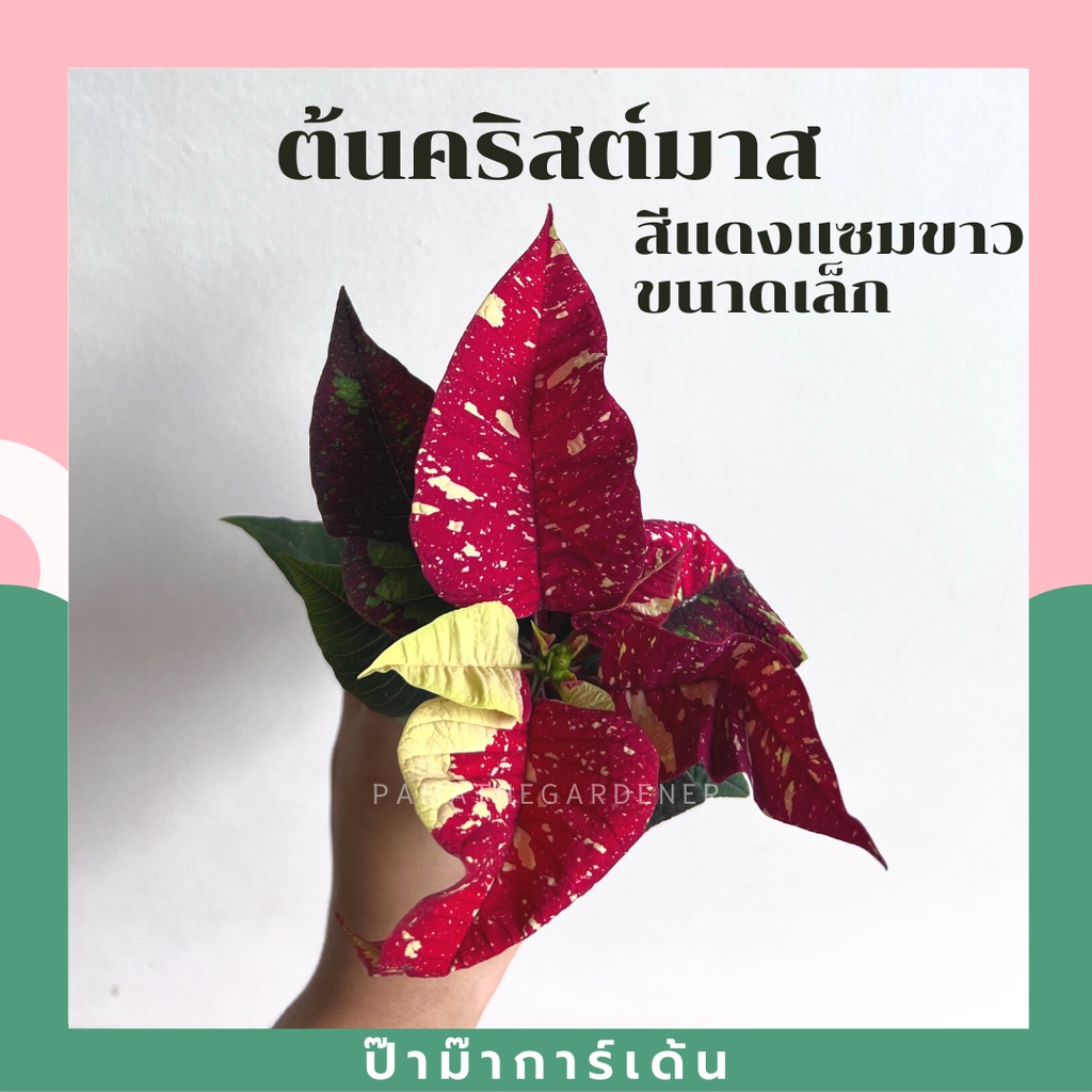 ต้นคริสมาสต์ นำเข้าจากฮอลแลนด์ มาในกระถางพร้อมตั้ง