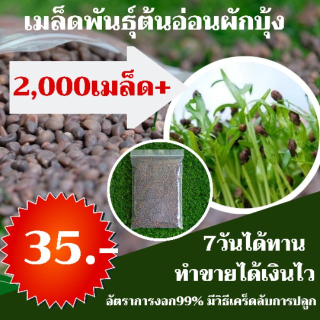 #เมล็ดพันธุ์บุ้งจีน ต้นอ่อนผักบุ้ง 70 กรัม 2000+เมล็ด  35บาท
