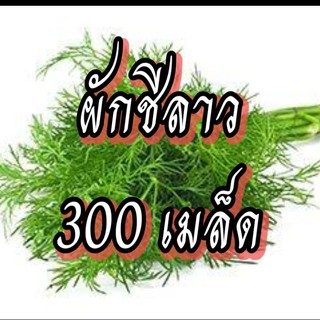 เมล็ดผักชีลาว เมล็ดผักสวนครัว เมล็ดผัก5บาท