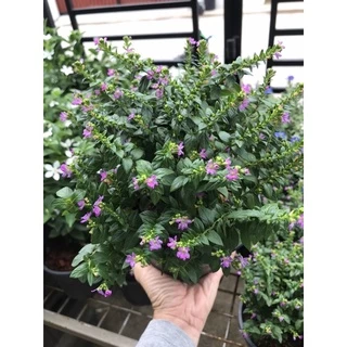หลิวแคระใต้หวัน ดอกม่วง,ขาว,เหลือง พร้อมกระถาง5-6" ไม้ดอกน่ารักมาก🌸🌸มีดอกทุกต้น