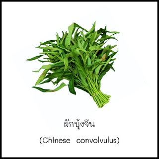 เมล็ดผักบุ้งจีน (Chinese convolvulus) 100 เมล็ด [10 แถม 1 คละได้]