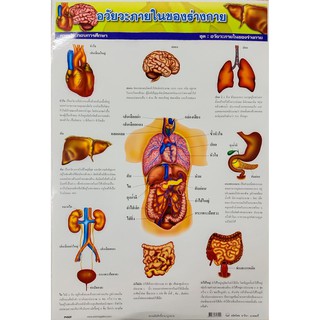 โปสเตอร์อวัยวะภายในร่างกาย#PV009 โปสเตอร์สื่อการเรียนการสอน