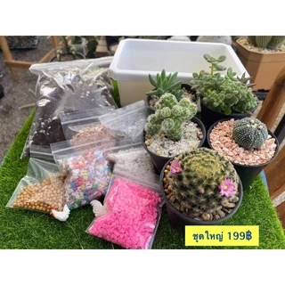 สวนถาด กระบองเพชร แคคตัส cactus garden ชุดจัดสวนถาด อุปกรณ์พร้อมจัดเอง