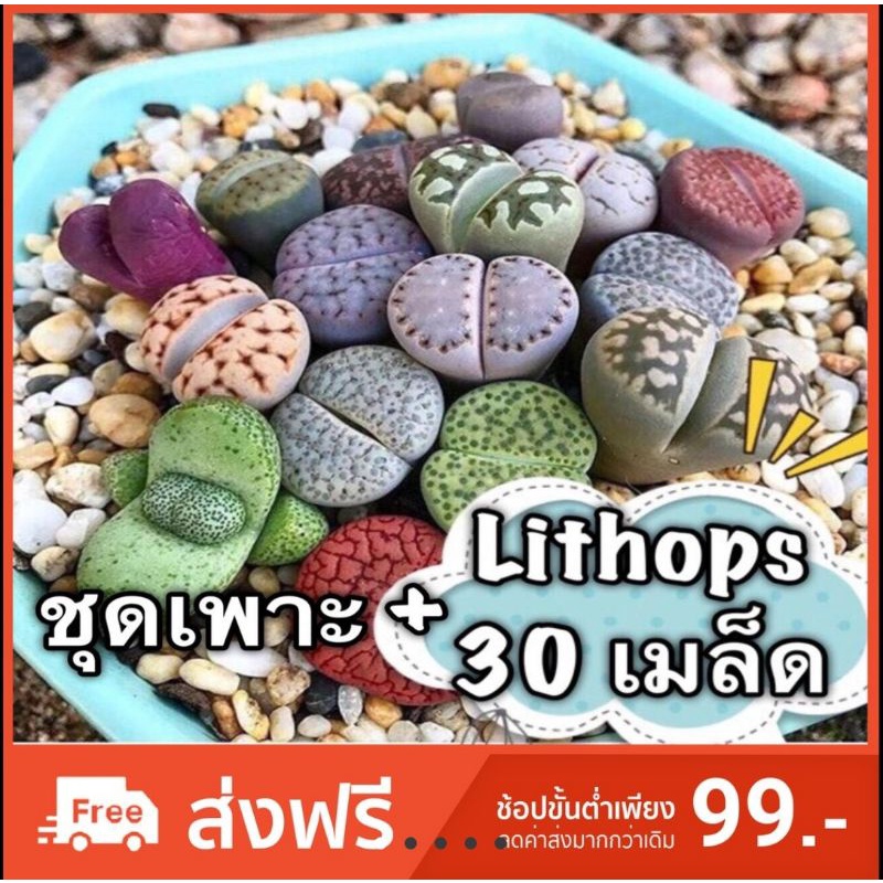 ⚡️สินค้าขายดี⚡️เมล็ดพันธ์ุไม้อวบน้ำ”ไลทอป(หินมีชีวิต)”💗Lithop 30เมล็ด🌸