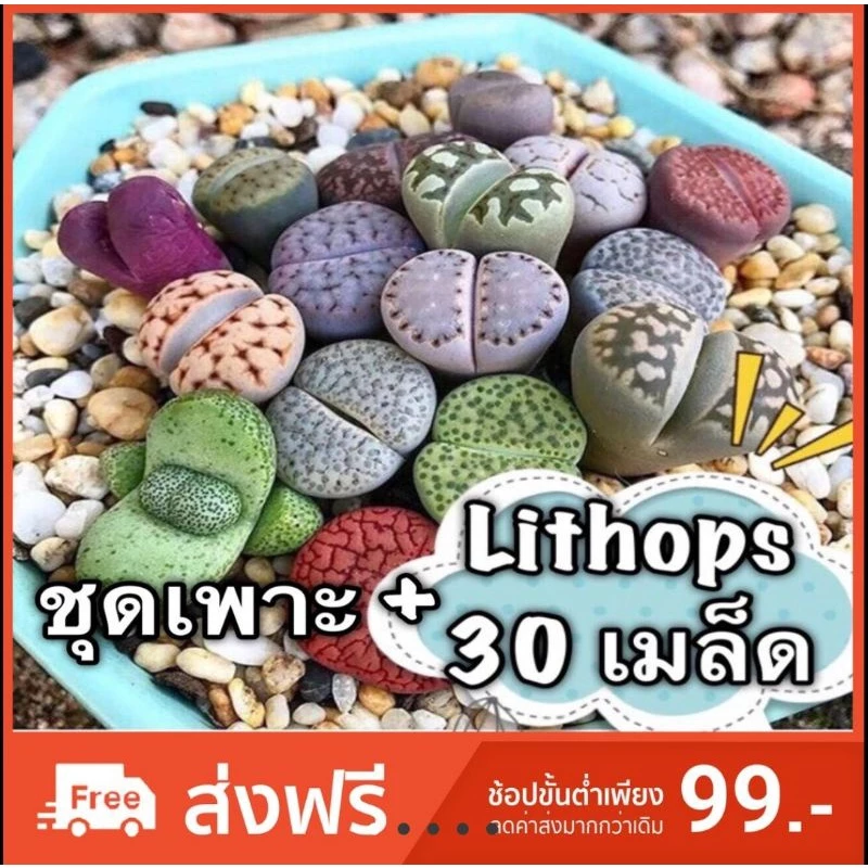 ⚡️สินค้าขายดี⚡️เมล็ดพันธ์ุไม้อวบน้ำ”ไลทอป(หินมีชีวิต)”💗Lithop 30เมล็ด🌸