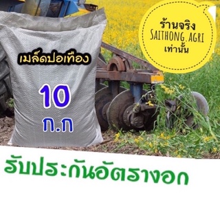 เมล็ดพันธุ์ปอเทือง ราคายกกระสอบ 10กก.พร้อมปลูก งอก 98% รับประกันอัตรางอก เมล็ดสะอาด *สังเกตุ ร้านจรืงจากนครสวรรค์ *