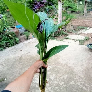 ต้นว่านค้างคาวดำจัดชุุด5ต้น