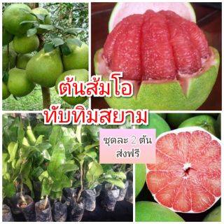 ต้นส้มโอทับทิมสยาม ขนาด 50-70 ซ.ม. 1-2 ปีติดลูก จำนวน 2 ต้น /แพ็ค