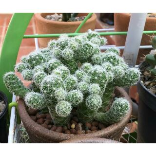 🌵แมมตุ๊กตาญี่ปุ่น หน่อเด็ดสด🌵