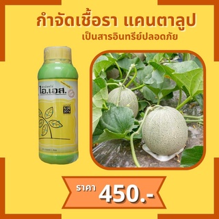 แคนตาลูป ใบหงิก ยางไหล ใบไหม้ กำจัดโรคแคนตาลูป จากเชื้อราต่างๆ ปลอดสารพิษ ไอเอส และ FK-T(ใช้ได้ทุกพืช)โดย FK