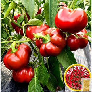 พริกหวาน topepo rosso 24-32เมล็ดผัก Heirloom BQQJ