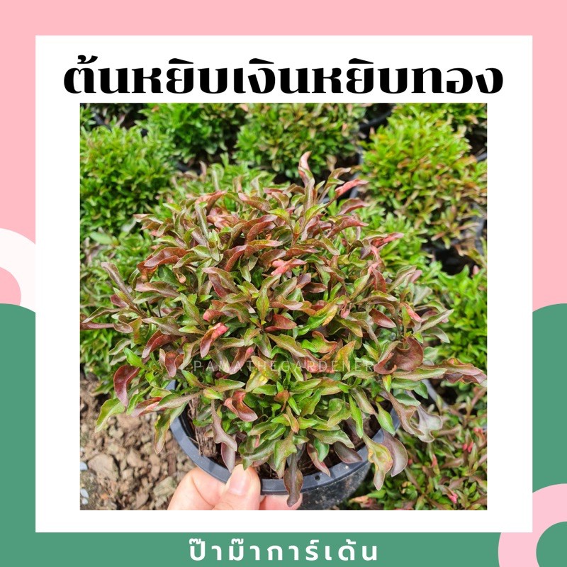 มุมมอง 2