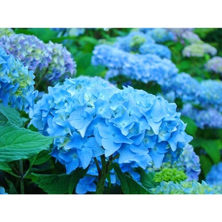 20 เมล็ด เมล็ดไฮเดรนเจีย Hydrangea Seeds สีฟ้า ไฮเดรนเยียสายพันธุ์ฝรั่งเศส