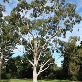 เมล็ดพันธุ์ ยูคาลิปตัสบอนไซ Eucalyptus citriodora lemon scented gum 10 เมล็ด เมล็ดพันธุ์นำเข้าจาก อังกฤษ